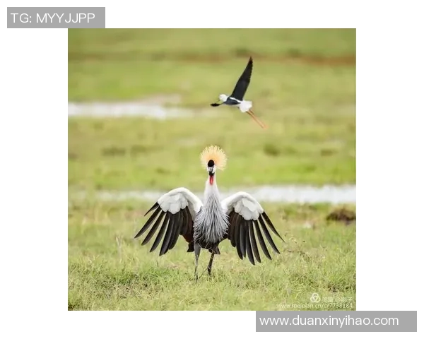 岐阜与岗山的对决分析探讨两队战术与球员表现的精彩瞬间